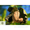 Popular among the Veteran buyers Walnut Kernels